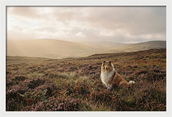 Collie Sitting In Heather