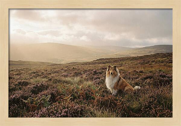 Collie Sitting In Heather