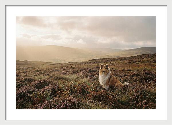 Collie Sitting In Heather