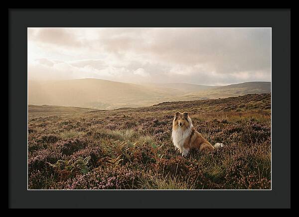 Collie Sitting In Heather
