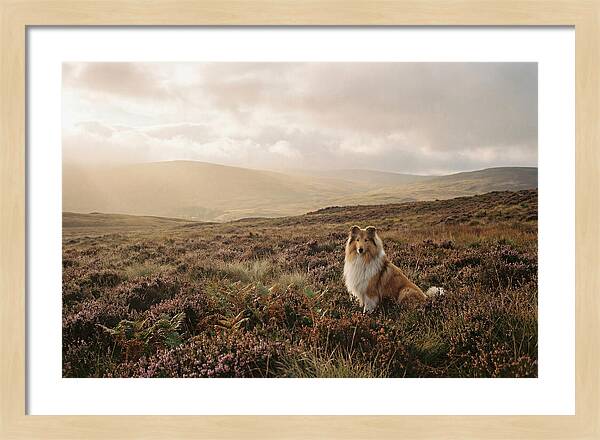Collie Sitting In Heather