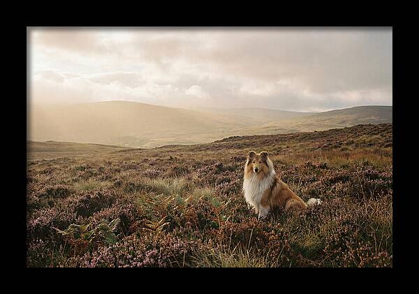 Collie Sitting In Heather