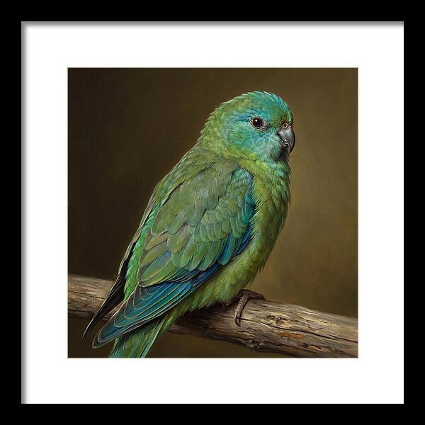 Colorful Parakeet Closeup