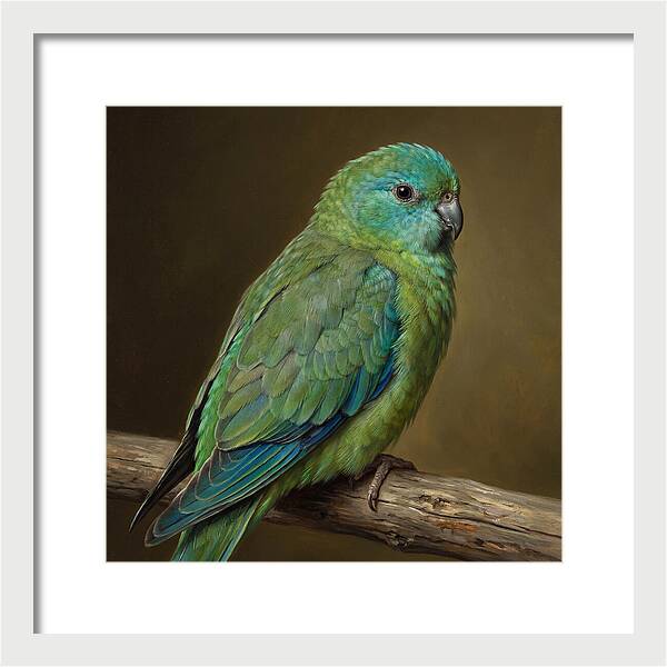 Colorful Parakeet Closeup