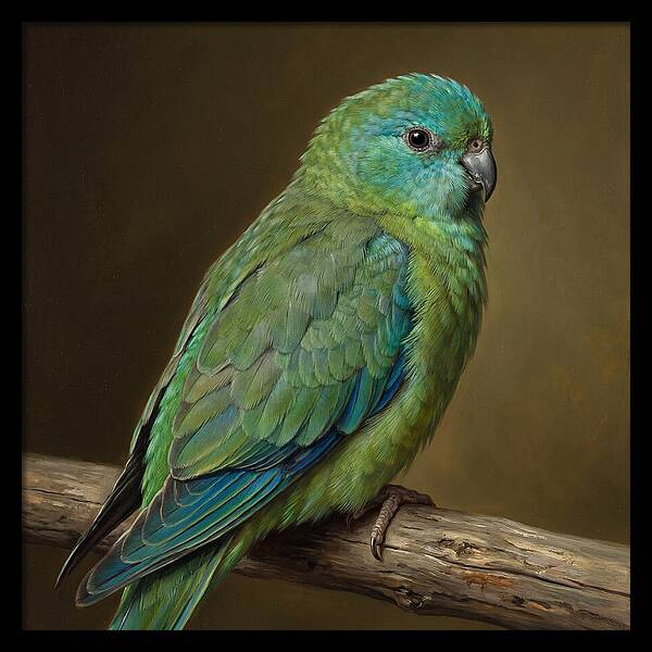Colorful Parakeet Closeup
