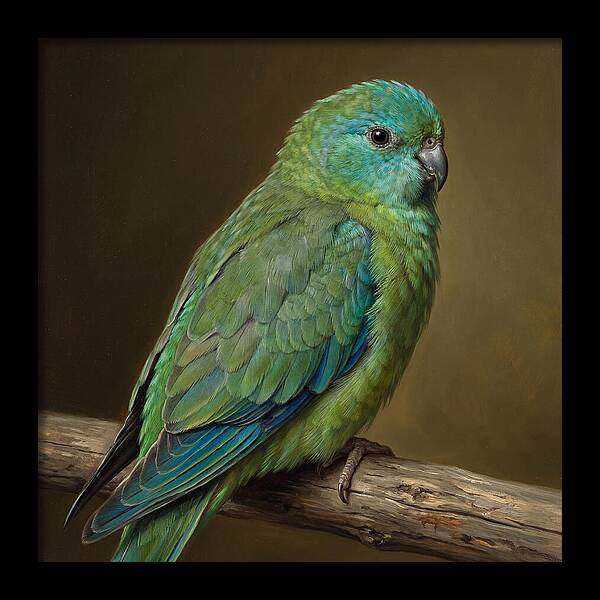 Colorful Parakeet Closeup