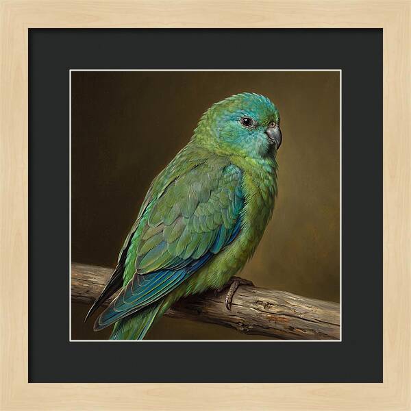 Colorful Parakeet Closeup