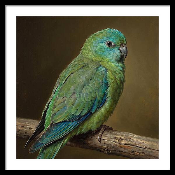Colorful Parakeet Closeup