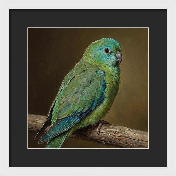 Colorful Parakeet Closeup