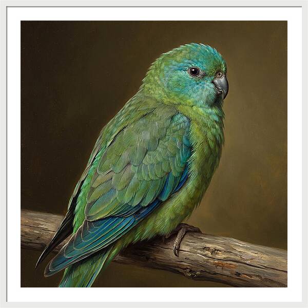 Colorful Parakeet Closeup
