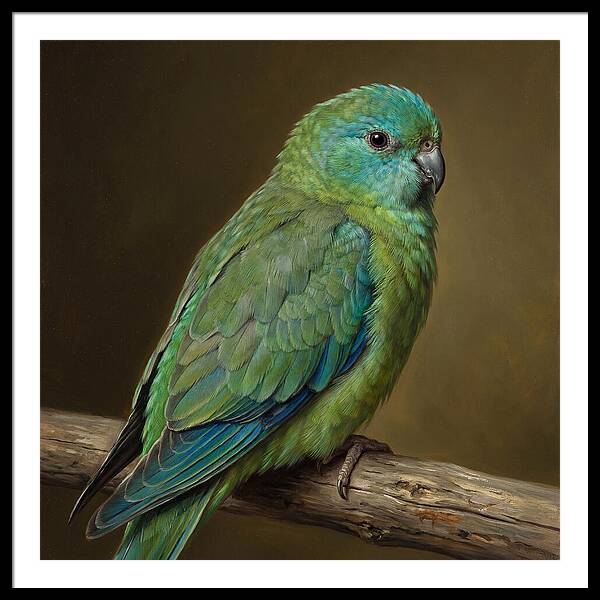 Colorful Parakeet Closeup