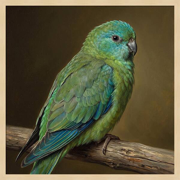 Colorful Parakeet Closeup