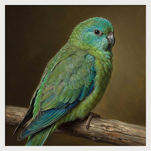 Colorful Parakeet Closeup