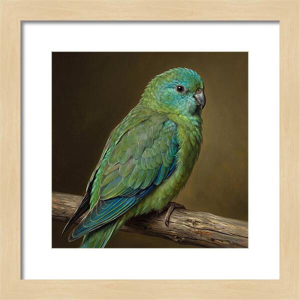 Colorful Parakeet Closeup