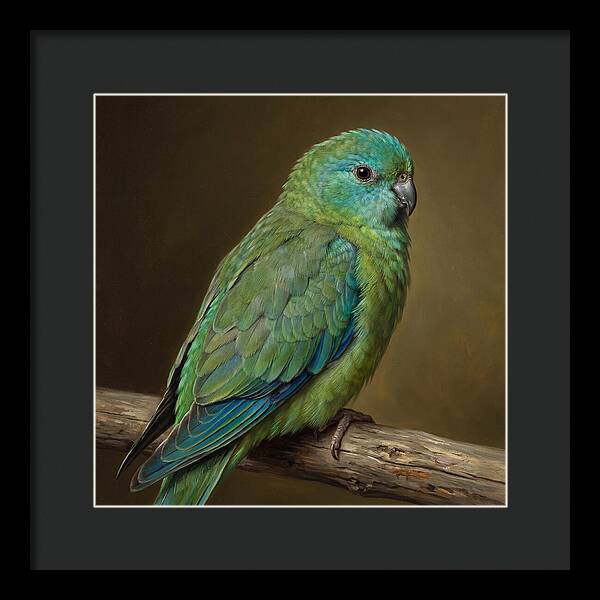 Colorful Parakeet Closeup