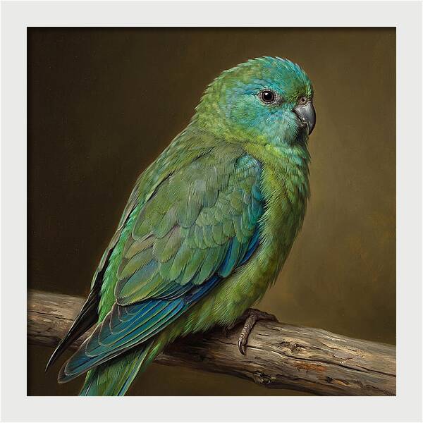 Colorful Parakeet Closeup