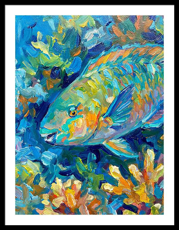 Colorful Parrotfish Swimming Below