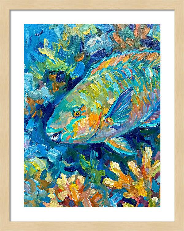 Colorful Parrotfish Swimming Below