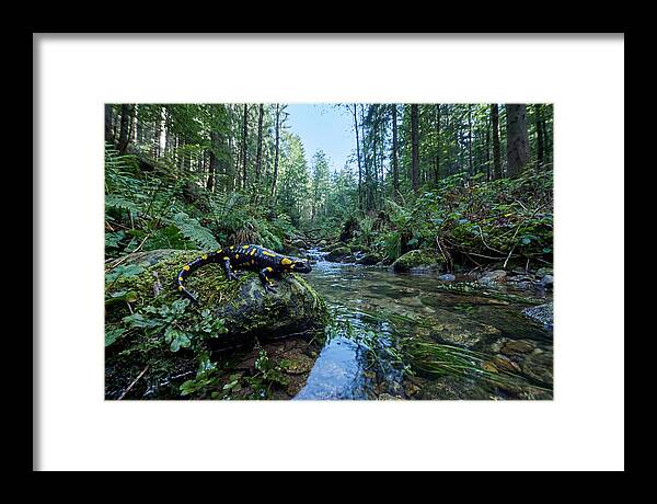 Colorful Salamander Near Water