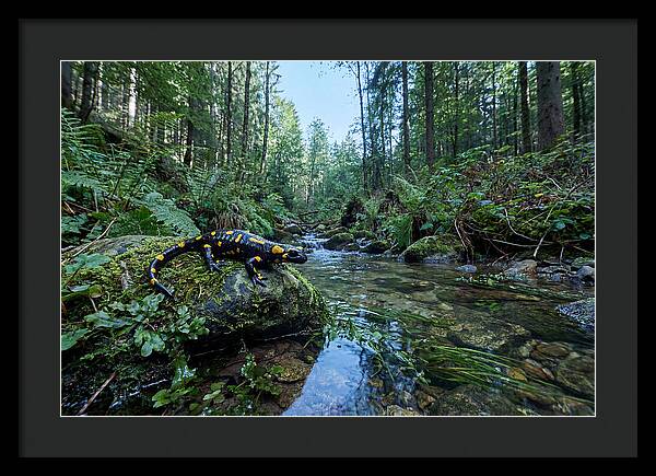 Colorful Salamander Near Water