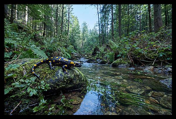 Colorful Salamander Near Water