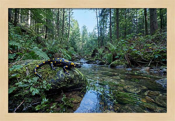 Colorful Salamander Near Water