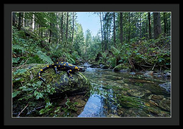 Colorful Salamander Near Water