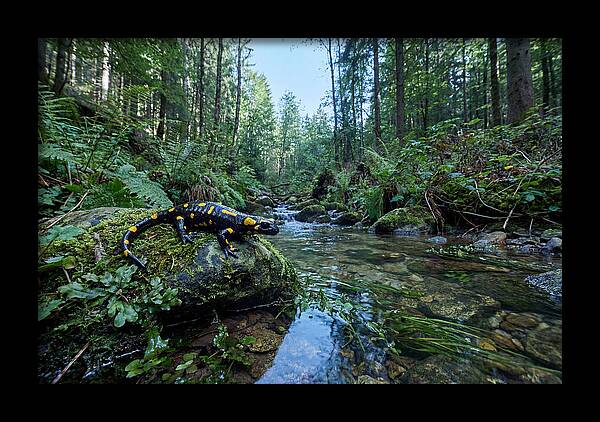 Colorful Salamander Near Water