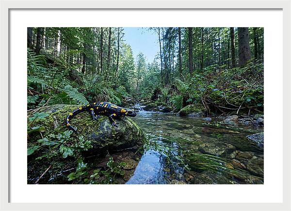 Colorful Salamander Near Water