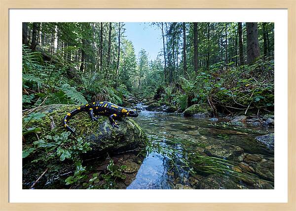Colorful Salamander Near Water