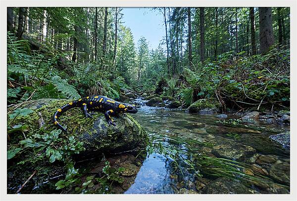Colorful Salamander Near Water