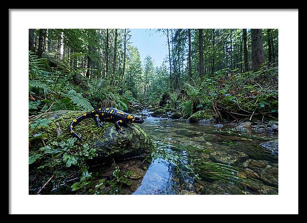 Colorful Salamander Near Water