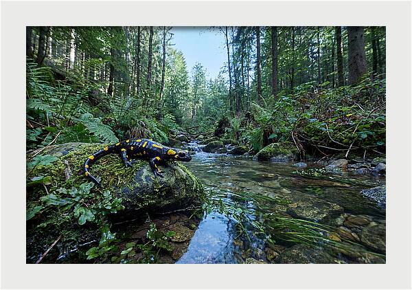 Colorful Salamander Near Water
