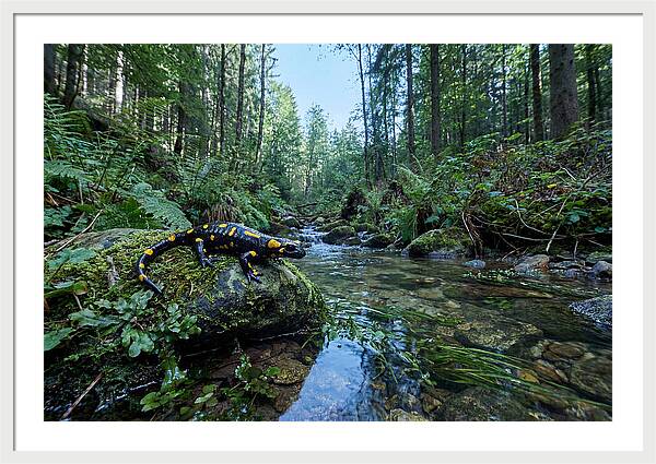 Colorful Salamander Near Water