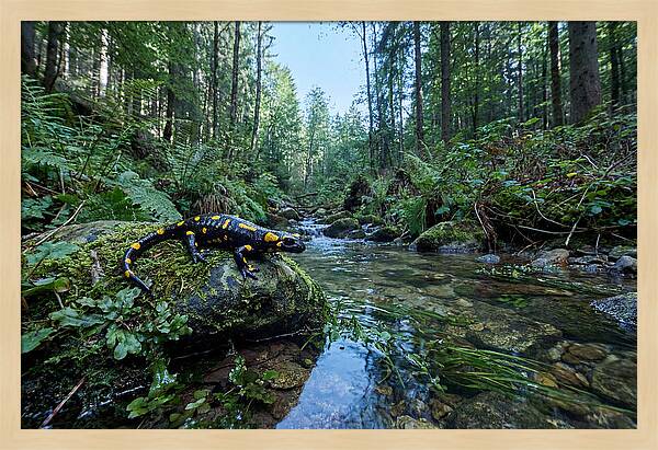 Colorful Salamander Near Water