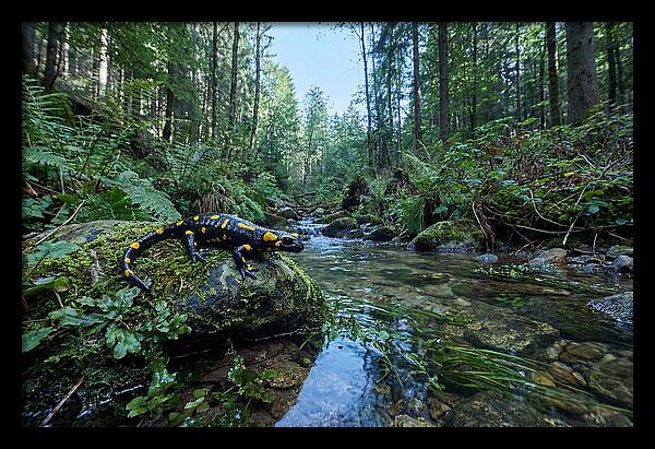 Colorful Salamander Near Water