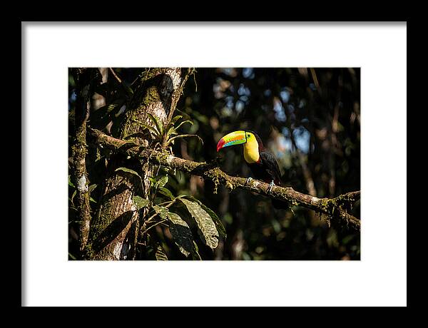 Colorful Toucan In Rainforest