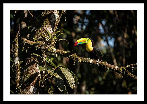 Colorful Toucan In Rainforest