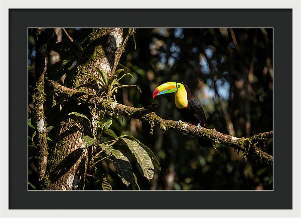 Colorful Toucan In Rainforest
