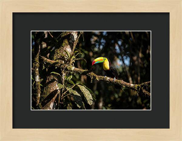 Colorful Toucan In Rainforest