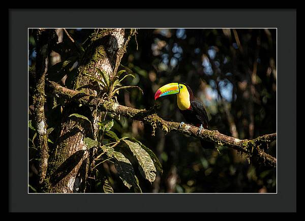 Colorful Toucan In Rainforest