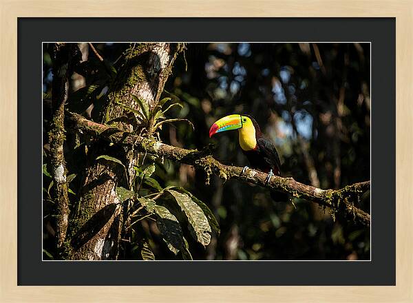 Colorful Toucan In Rainforest
