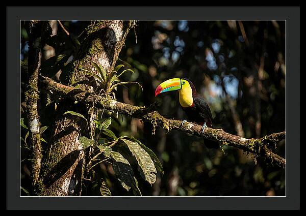 Colorful Toucan In Rainforest