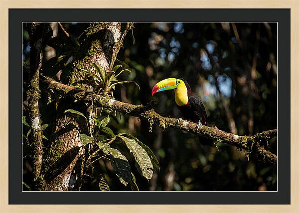 Colorful Toucan In Rainforest