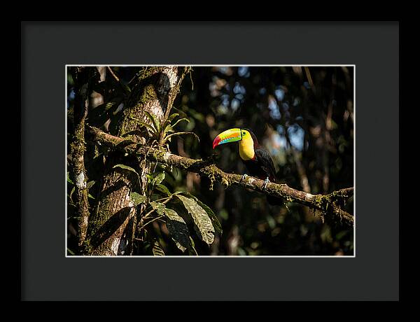 Colorful Toucan In Rainforest