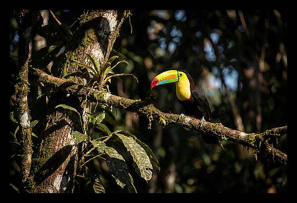 Colorful Toucan In Rainforest