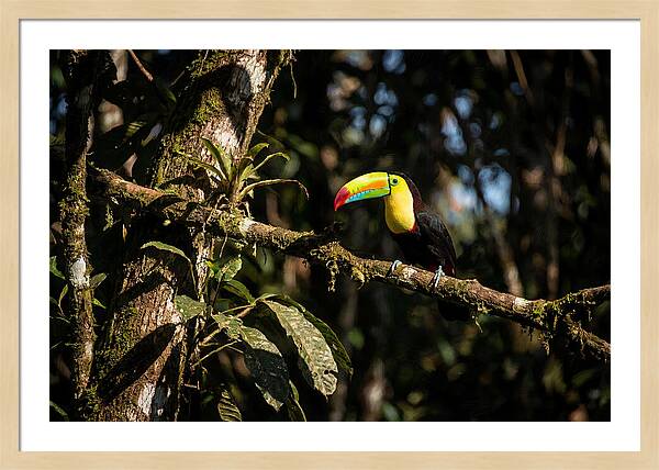 Colorful Toucan In Rainforest