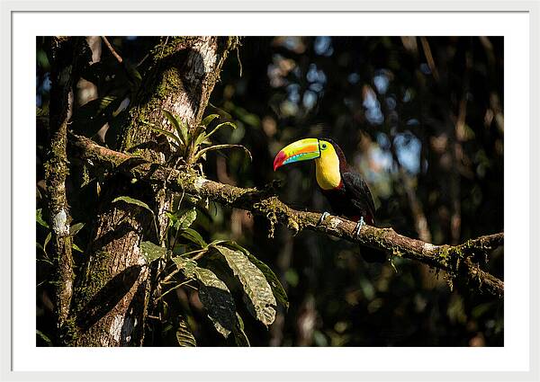 Colorful Toucan In Rainforest