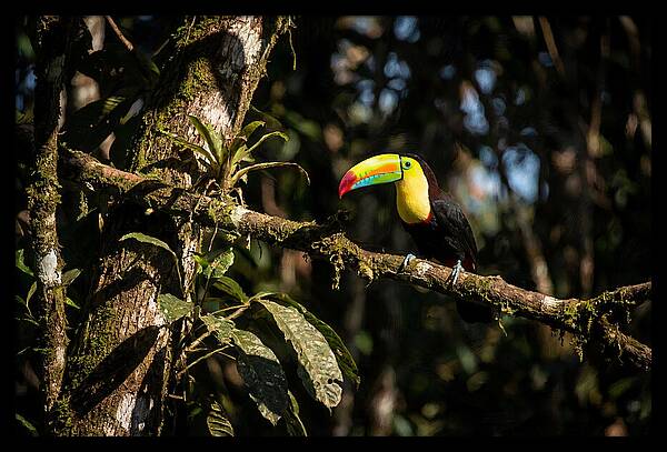 Colorful Toucan In Rainforest
