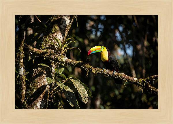 Colorful Toucan In Rainforest